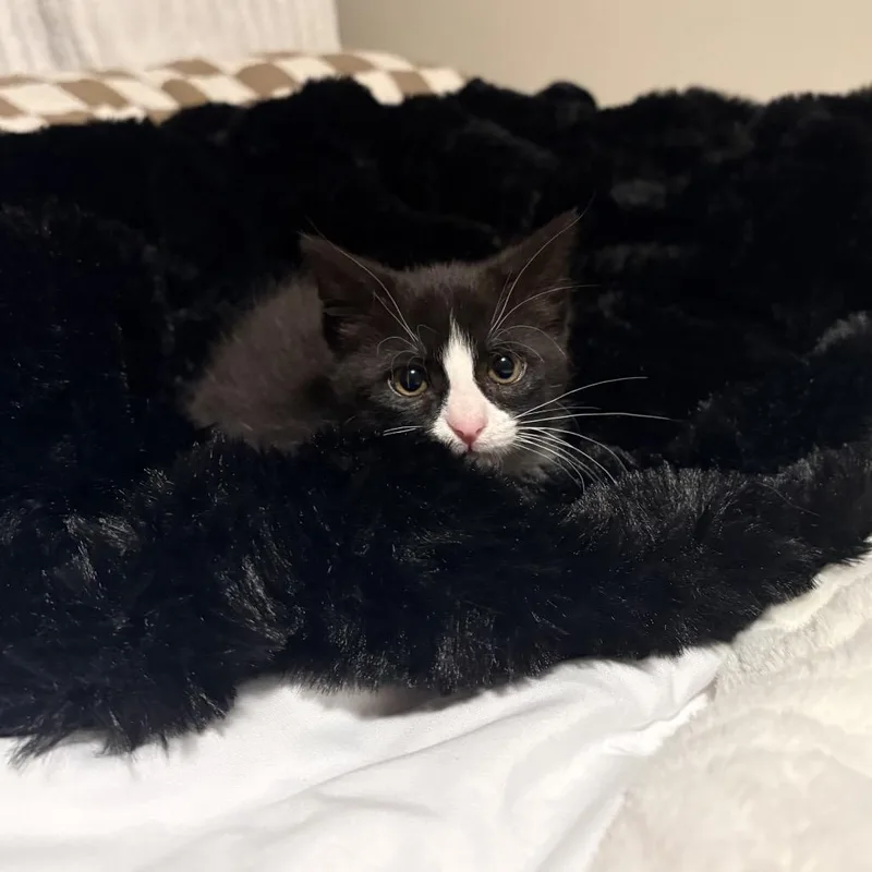A baby small-sized female Black Domestic Long Hair cat named Maisy for adoption in Mondovi, WI