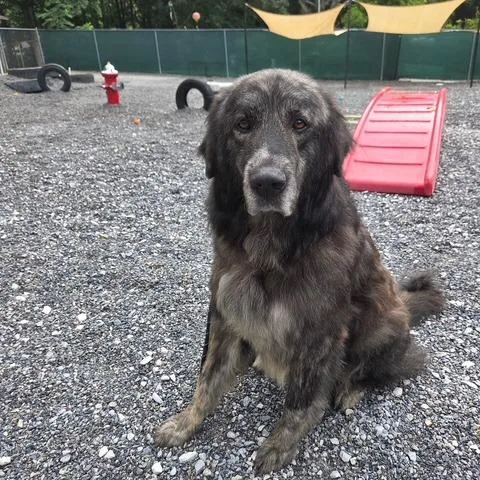 An adult extra large-sized male Brindle Great Pyrenees dog named Silo for adoption in Walden, NY