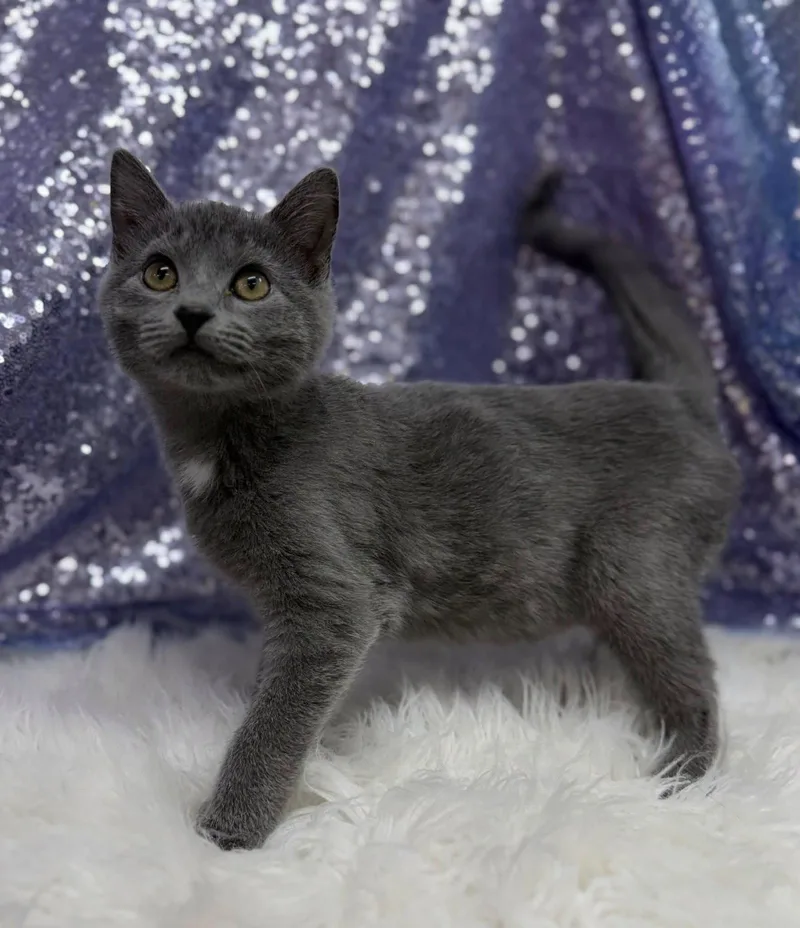 A young medium-sized male Domestic Short Hair cat named Tito for adoption in Clarkesville, GA