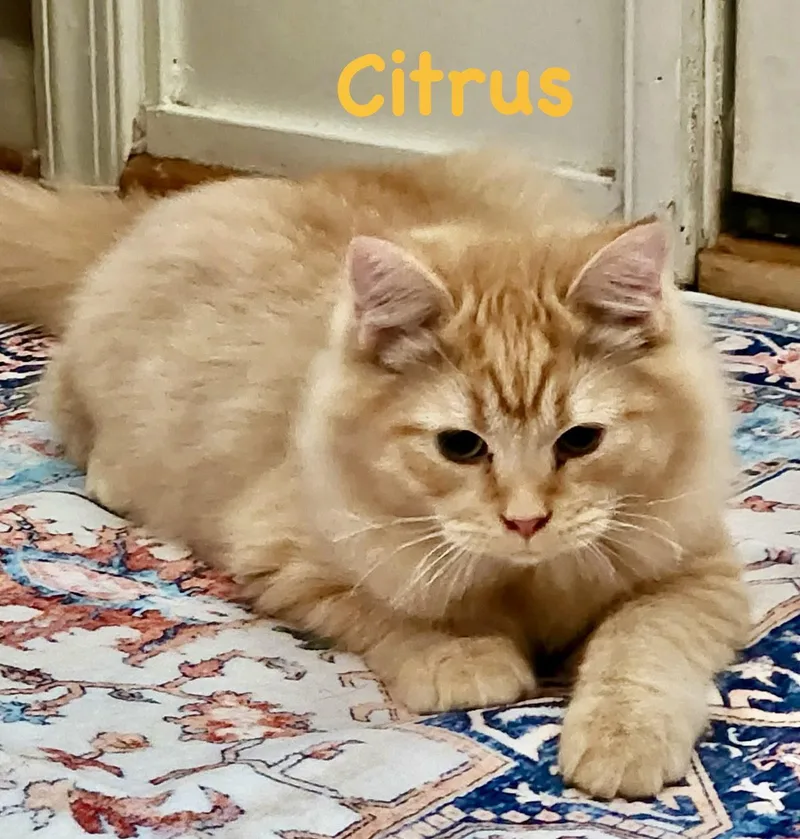 Citrus
