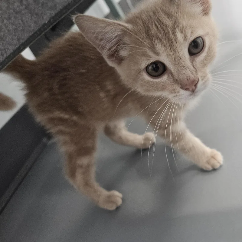 Kebab At Pet