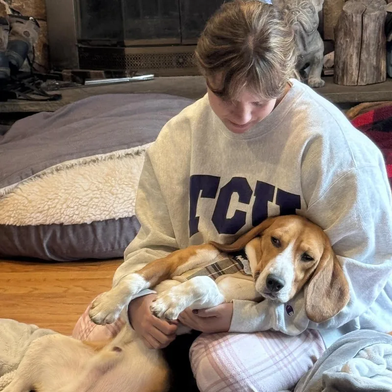 A young small-sized male Tricolor (Brown, Black, & White) Beagle dog named Henry for adoption in Stamford , CT