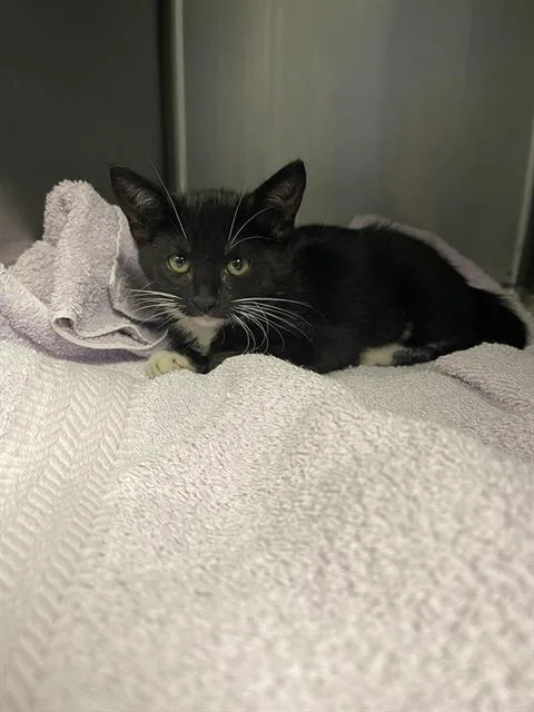 A baby small-sized female Domestic Short Hair cat named Calliope for adoption in Santa Cruz, CA