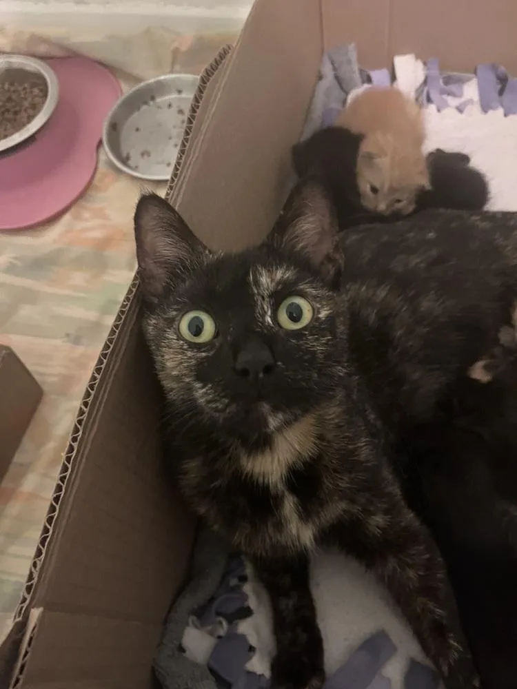 An adult medium-sized female Domestic Short Hair cat named Cherry for adoption in Anoka, MN