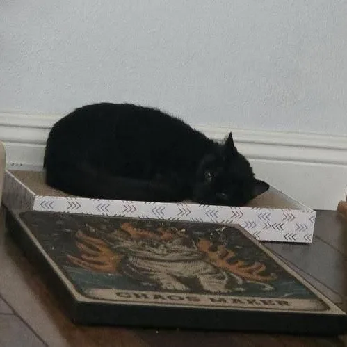 A young large-sized female Black Domestic Short Hair cat named Luna Brulette for adoption in Santa Ana, CA
