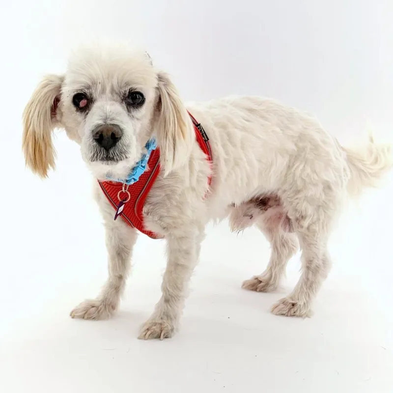 A senior small-sized male Miniature Poodle dog named Pocus for adoption in San Francisco, CA