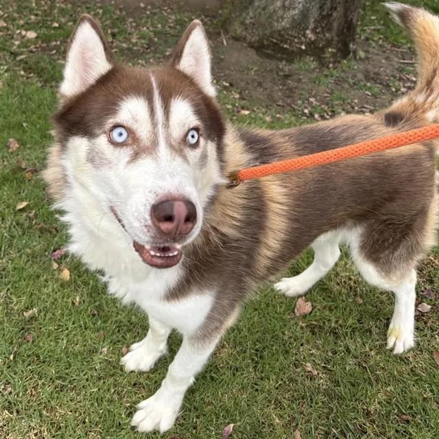 A young medium-sized male Siberian Husky dog named Blue for adoption in Ontario, CA