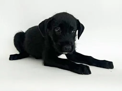 A baby small-sized male Terrier dog named Brandon for adoption in Saint Louis, MO