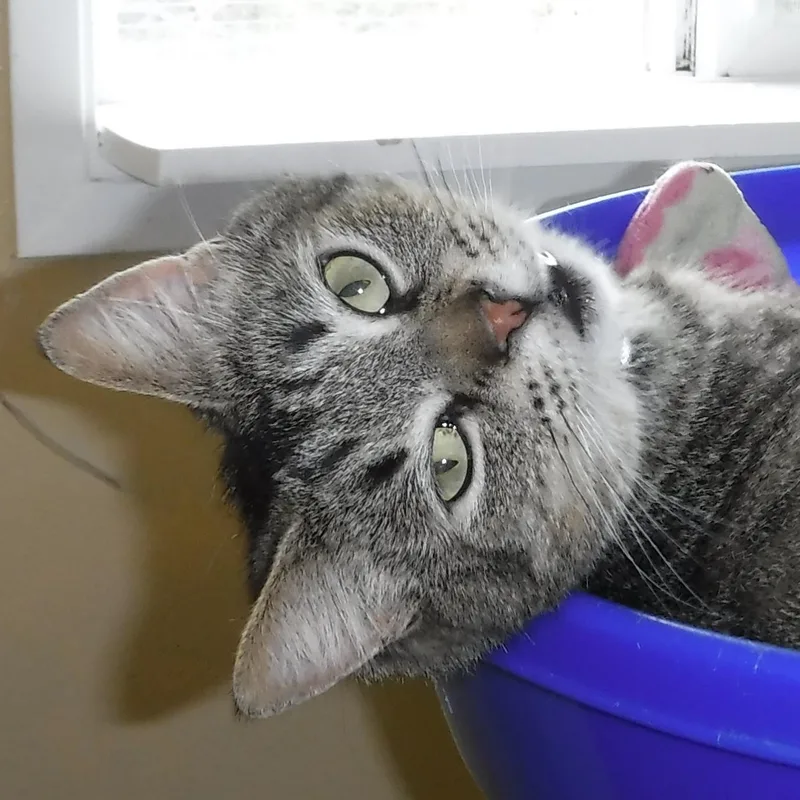 Birdie  Sweet Personality thumbnail 2