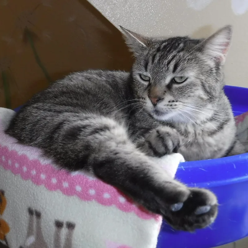 Birdie  Sweet Personality thumbnail 4