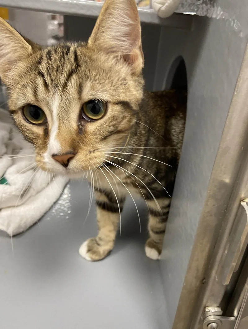 A baby medium-sized male Tabby cat named FlickKDC for adoption in Greenville, DE