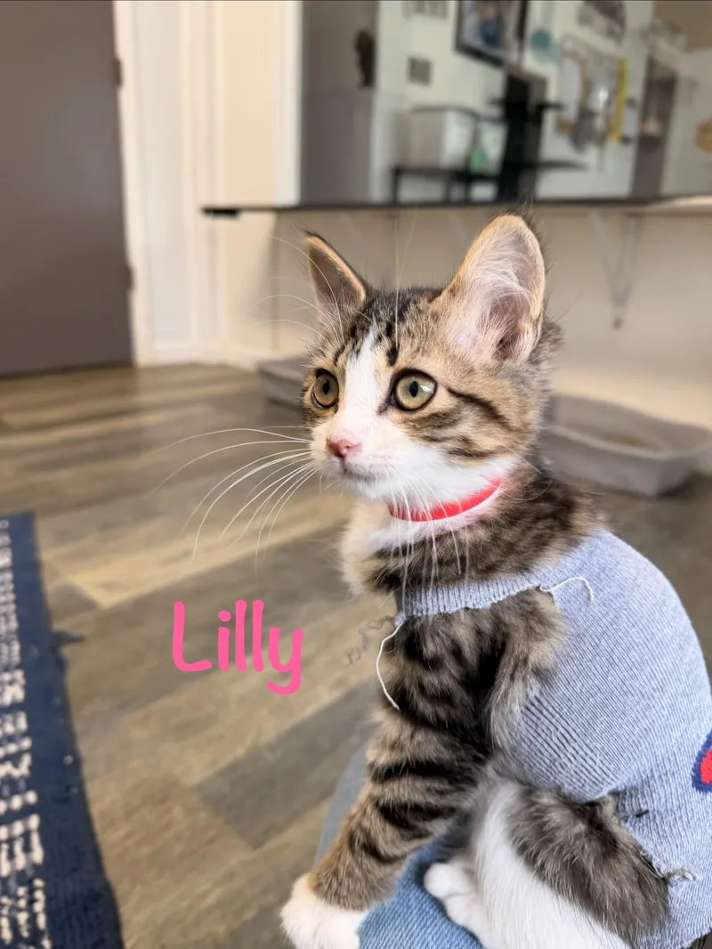 Lilly thumbnail 2