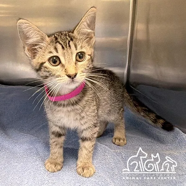 A baby small-sized female Domestic Short Hair cat named Tabitha for adoption in Irvine, CA