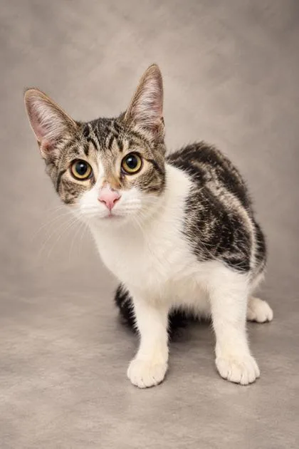 A baby medium-sized male Domestic Short Hair cat named Joey for adoption in Fresno, CA