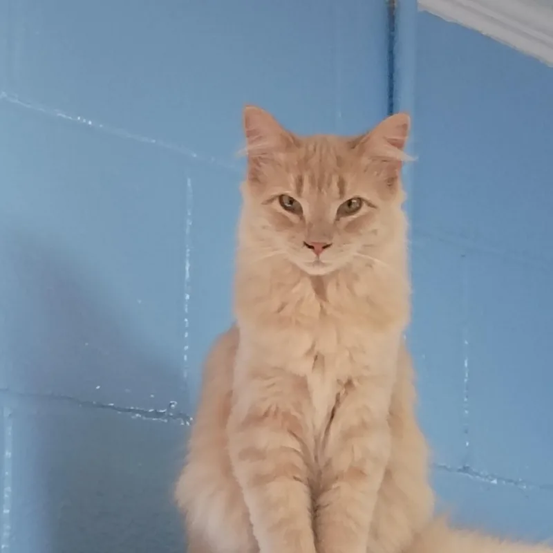 A baby small-sized male Domestic Medium Hair cat named Sammy for adoption in Carthage, NC
