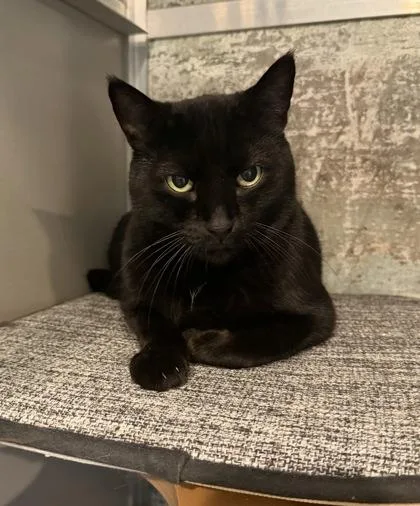 A young small-sized male Domestic Short Hair cat named Lucky for adoption in Paducah, KY