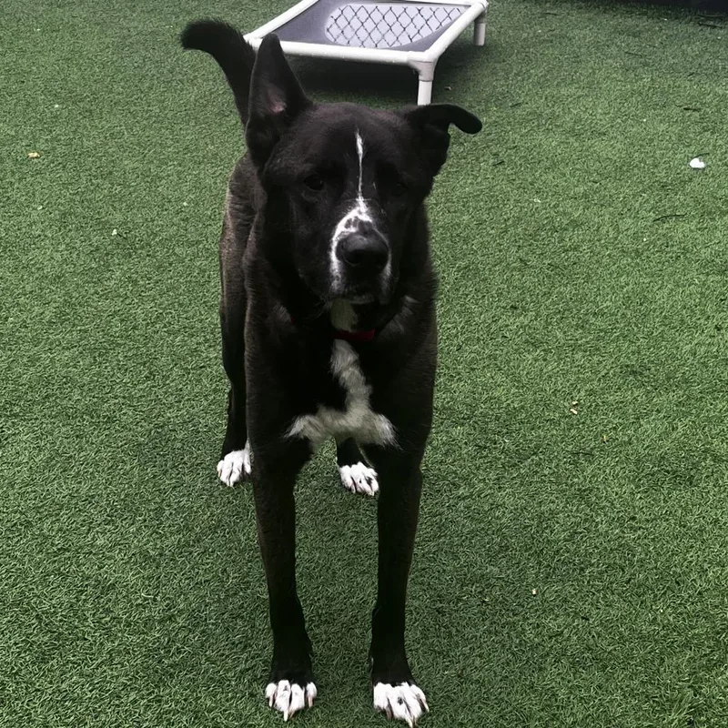 An adult medium-sized male Gray / Blue / Silver Husky dog named Mcqueen for adoption in La Grange, KY