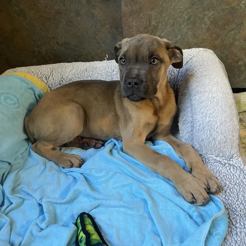 A baby small-sized female Mastiff dog named Thumper for adoption in Newark, NJ