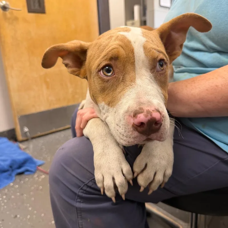 A baby medium-sized male Yellow / Tan / Blond / Fawn Mixed Breed dog named Mac N Cheese for adoption in Columbiana, AL
