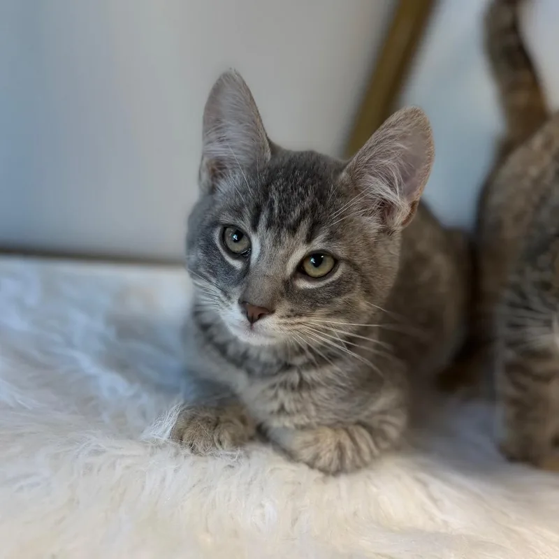 A baby small-sized male Gray / Blue / Silver Domestic Short Hair cat named Orpington for adoption in Watertown, NY