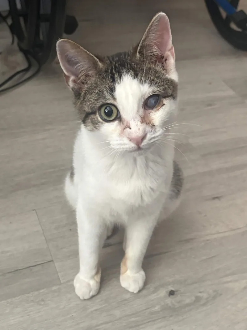 A young small-sized male Gray & White Domestic Short Hair cat named Mika for adoption in Lincoln Park, NJ