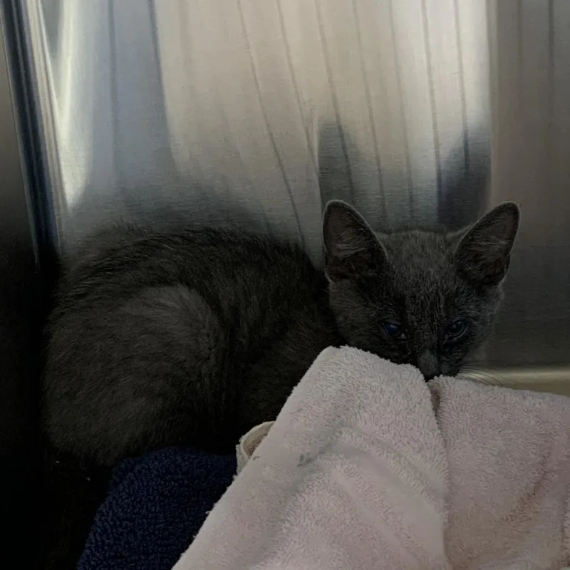 A baby small-sized male Gray / Blue / Silver Domestic Short Hair cat named Gummy Cluster for adoption in Morganton, NC