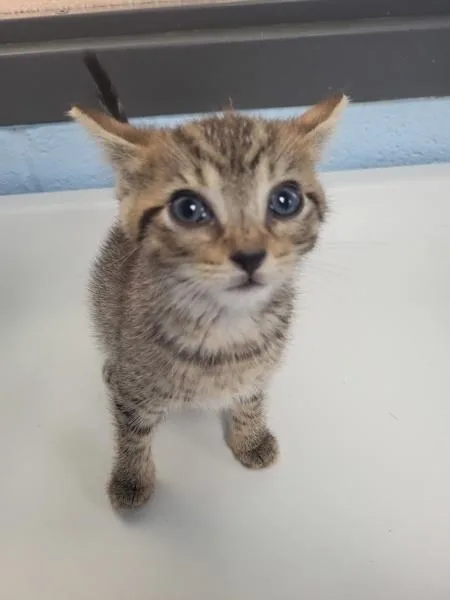 A baby small-sized female Domestic Short Hair cat named A for adoption in Lawrenceville, GA