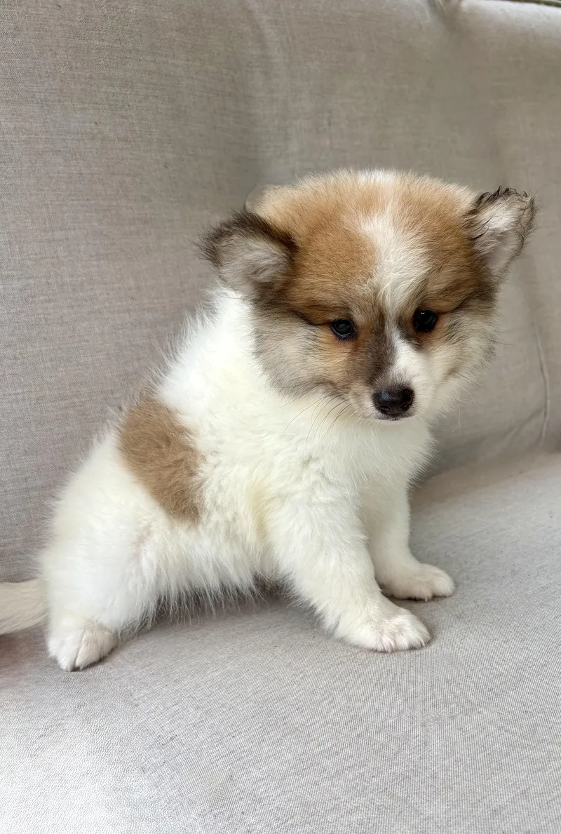 A baby small-sized male Pomeranian dog named Archie for adoption in Chesterfield, MI