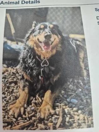 An adult large-sized female Mixed Breed dog named Elle for adoption in Cincinnati, OH