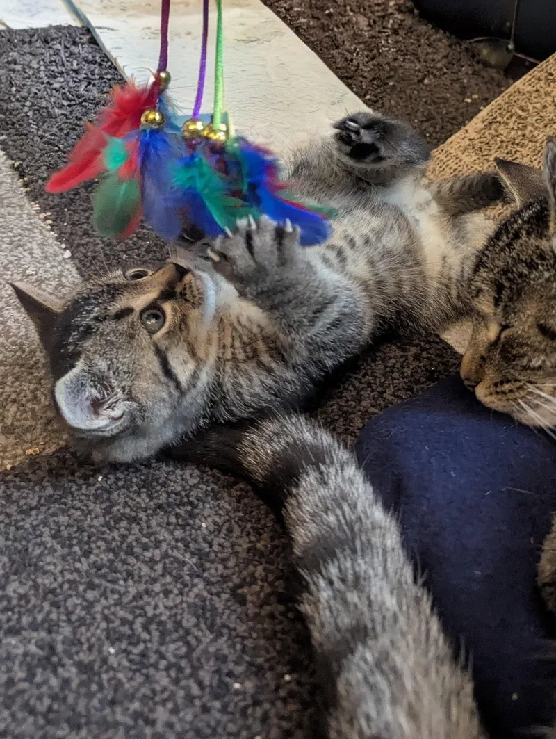 A baby small-sized male Tabby (Brown / Chocolate) Tabby cat named Seamus for adoption in North Billerica, MA