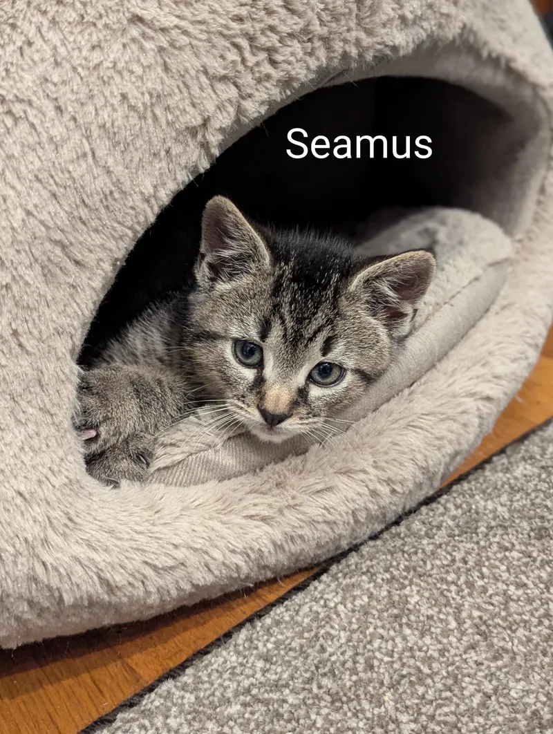 Seamus thumbnail 2