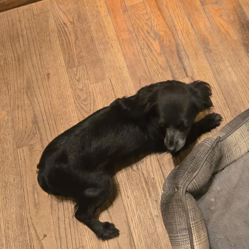 An adult small-sized female Spaniel dog named Keira for adoption in Seal Beach, CA