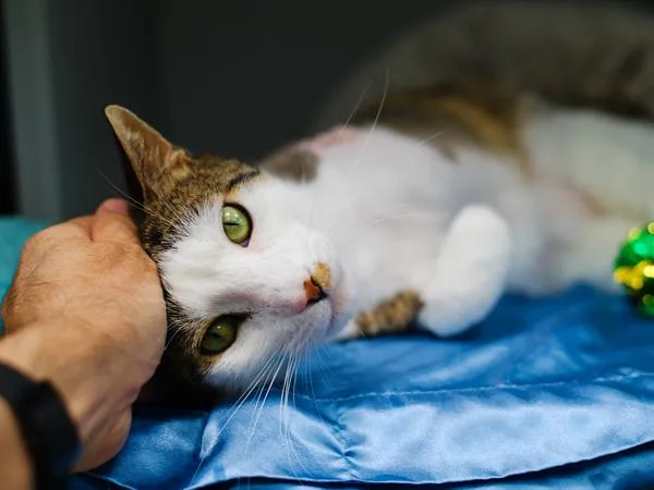 A senior medium-sized male Domestic Short Hair cat named Coolio for adoption in Ridgewood, NY