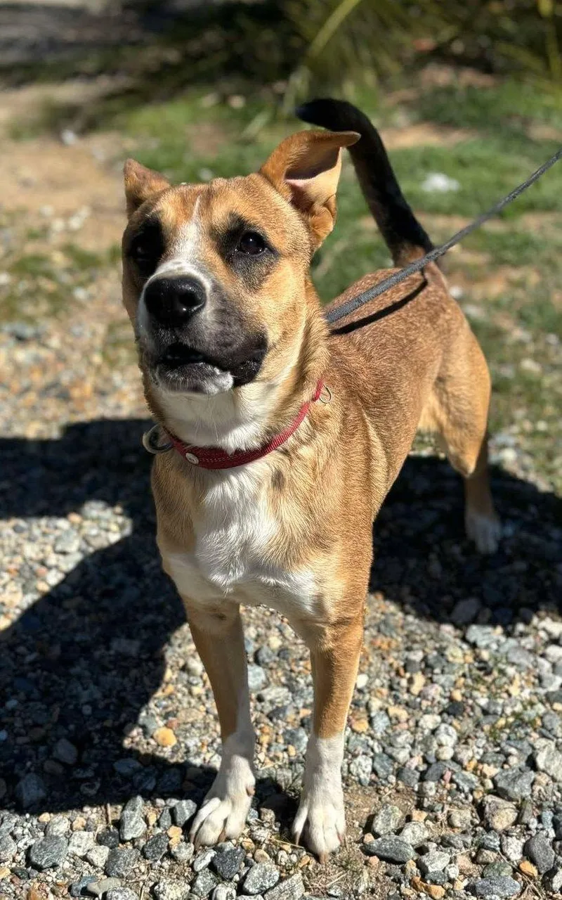 An adult medium-sized male Golden Boxer dog named Riley for adoption in Ventura, CA