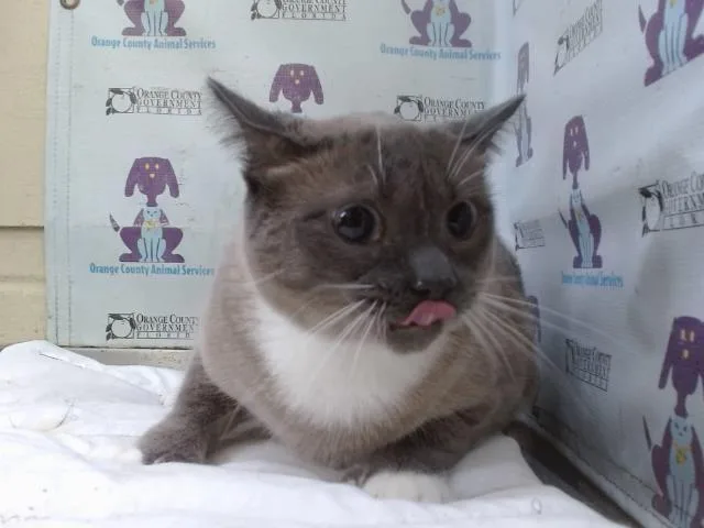 An adult small-sized male Siamese cat named Smores for adoption in Orlando, FL