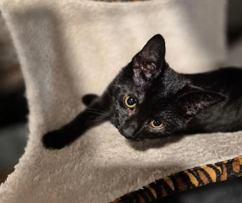 A baby small-sized female Black Bombay cat named Mystic for adoption in Wheaton, IL