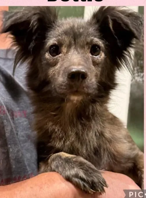 A young small-sized female Chihuahua dog named Dottie in TX for adoption in Cranston, RI