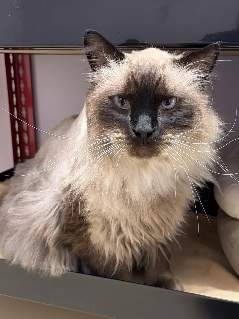 Fuzz