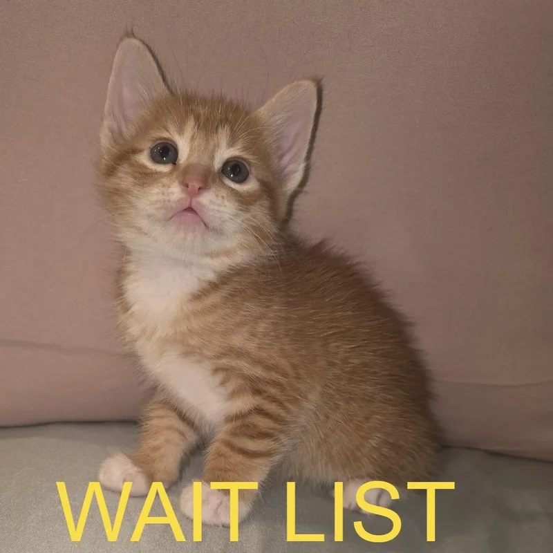 Meowlow