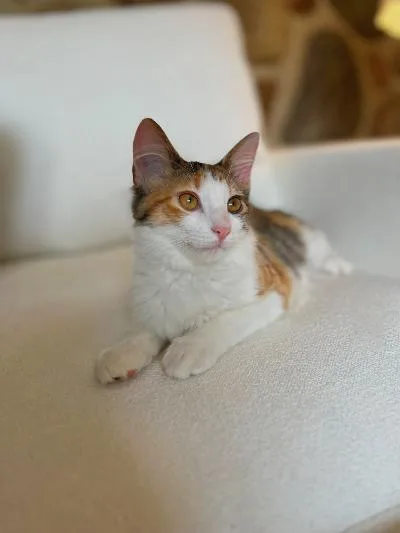 A baby medium-sized female Calico Domestic Short Hair cat named Mabel for adoption in Mokena, IL