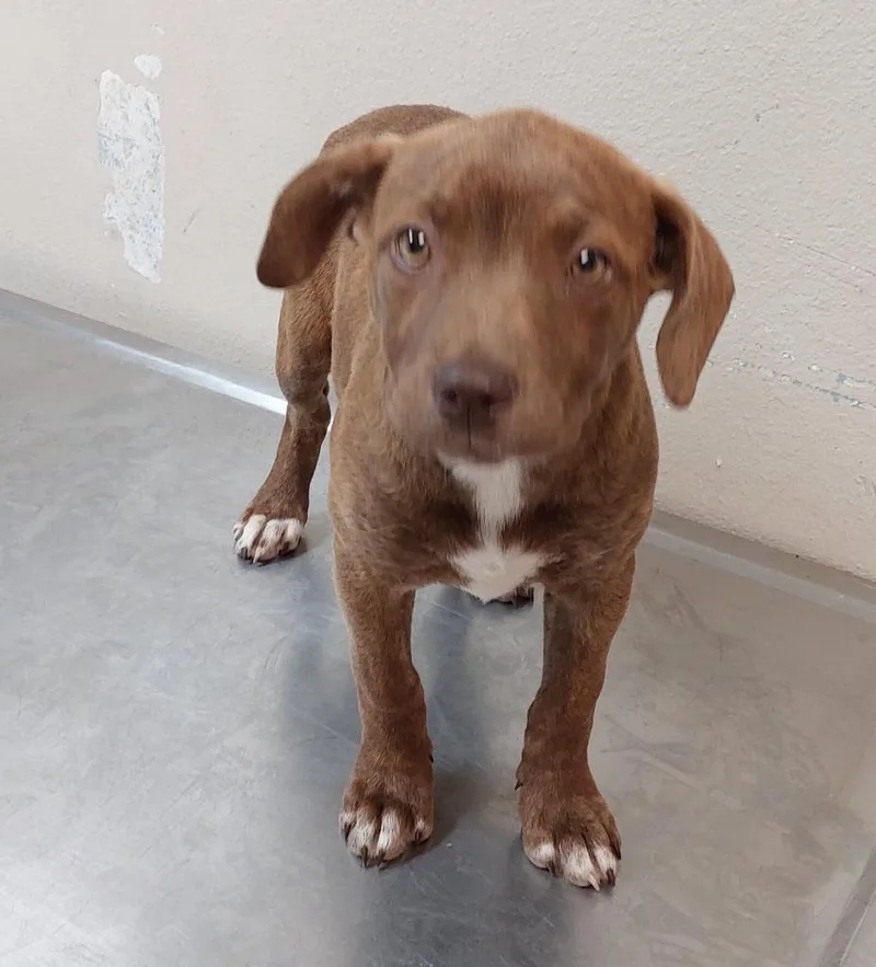 A baby medium-sized female Terrier dog named Border Collie Puppy for adoption in Mocksville, NC