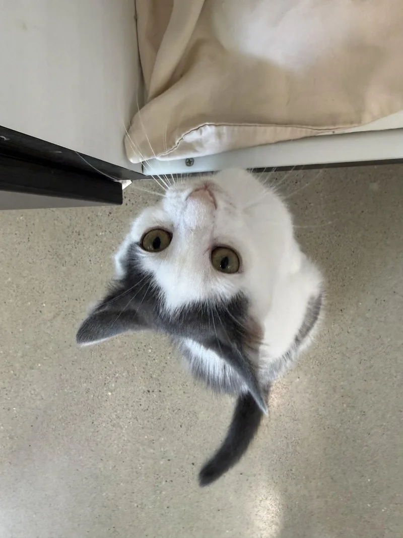 A young medium-sized male Gray & White Domestic Short Hair cat named George for adoption in Spring Lake, NJ