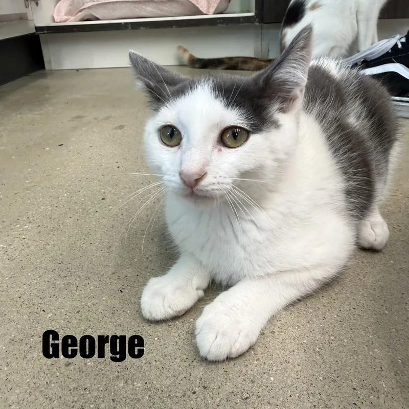 George thumbnail 2