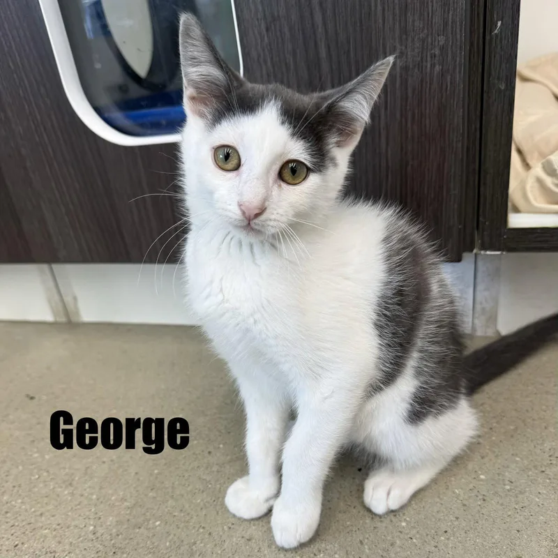 George thumbnail 3