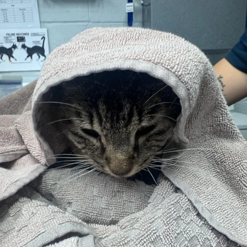 An adult medium-sized male Brown / Chocolate Domestic Short Hair cat named Kronk for adoption in Birdsboro, PA