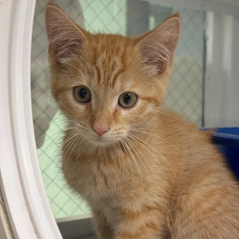 A baby small-sized male Orange / Red Domestic Short Hair cat named Creamsicle for adoption in East Hanover, NJ