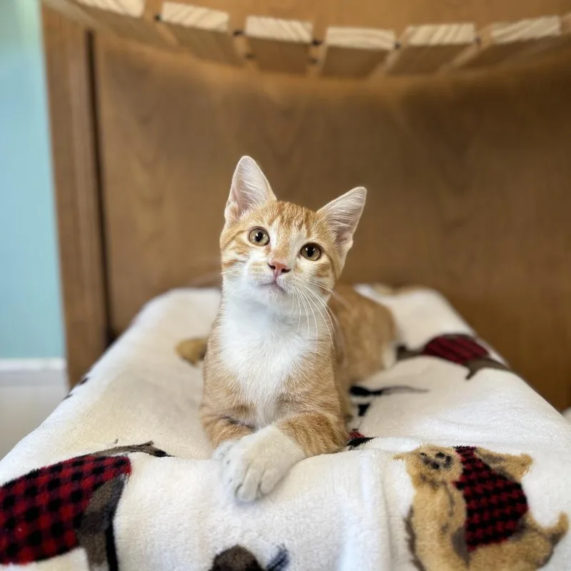 A baby small-sized male Orange / Red Domestic Short Hair cat named Gavin for adoption in Fargo, ND