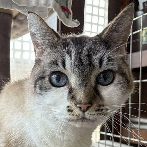 A senior medium-sized female Blue Cream Domestic Short Hair cat named Shadow for adoption in Sequim, WA