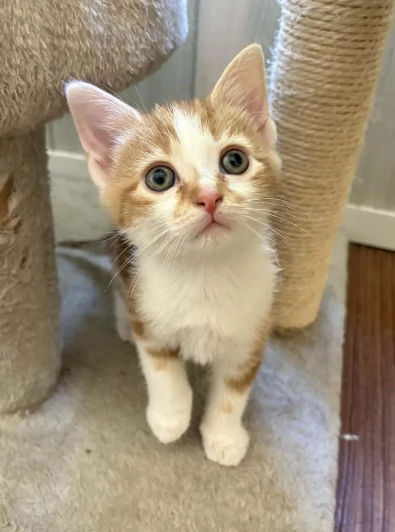 A baby medium-sized male Orange & White Domestic Short Hair cat named Rowan for adoption in Ona, WV