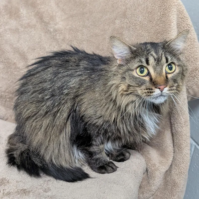 An adult large-sized male Brown / Chocolate Domestic Long Hair cat named Six for adoption in Brookfield, WI